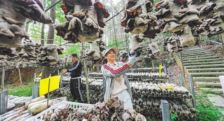 量发展产业调研】林下生金不朽情缘电子游戏